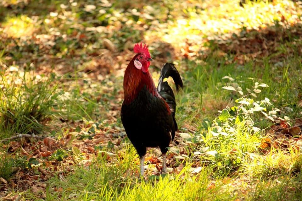 شقة 2 Coeurs 2 Landes Garrosse المظهر الخارجي الصورة